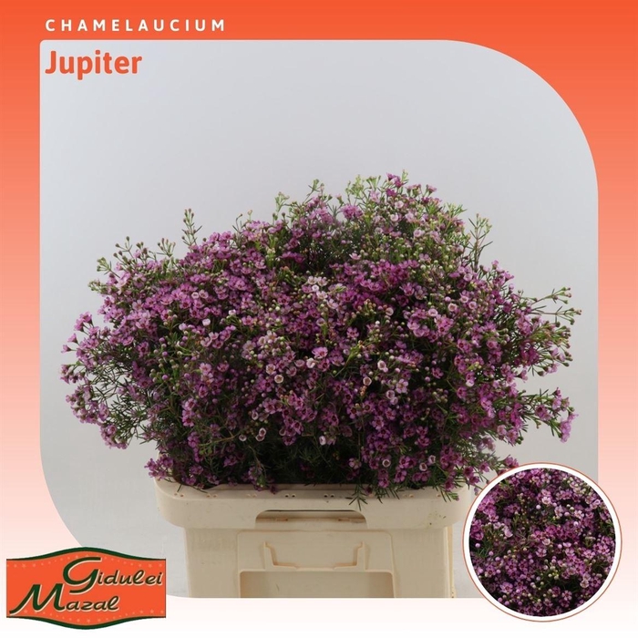 <h4>Chamelaucium Jupiter</h4>