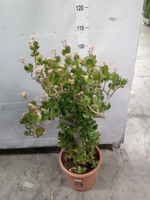 <h4>Crassula ovata</h4>