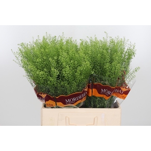 Lepidium Green Bell