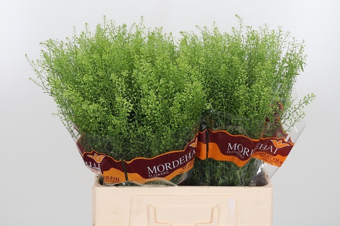 <h4>Lepidium Green Bell</h4>