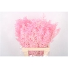 Ruscus. Baby Pink Per Stem