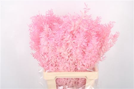 <h4>Ruscus. Baby Pink Per Stem</h4>