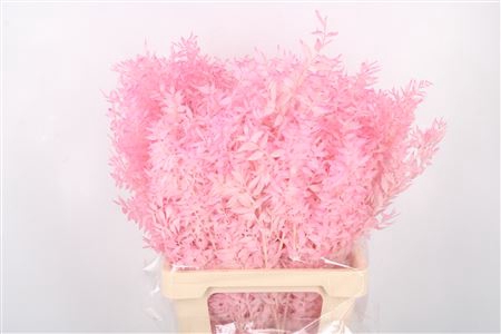 <h4>Ruscus Baby Pink Per Stem</h4>