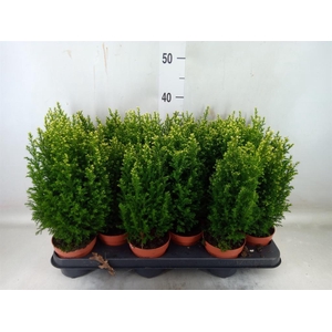 Chamaecyparis laws. 'Snow White'