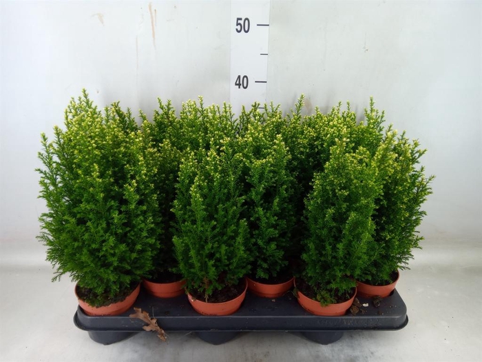 <h4>Chamaecyparis laws. 'Snow White'</h4>