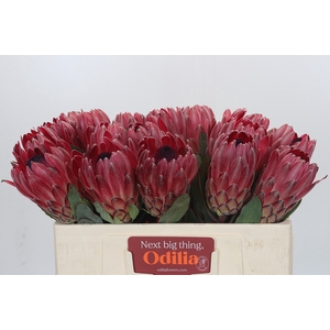 Protea Sharon