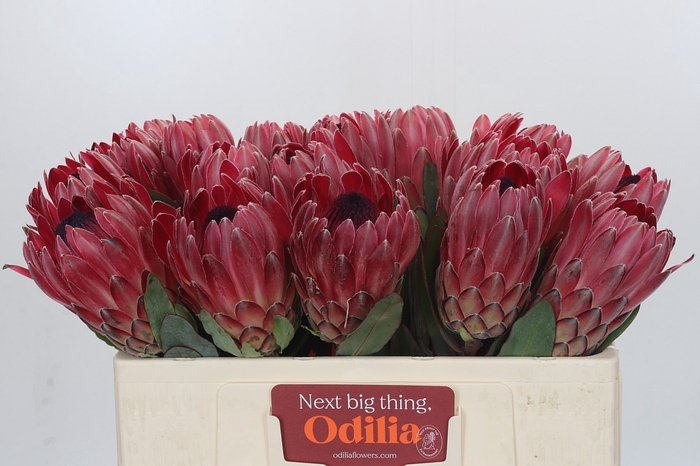 <h4>Protea Sharon</h4>