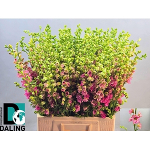 DELPH CONSOLIDA QIS ROSE