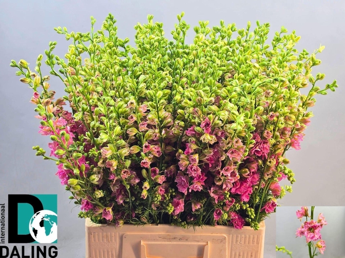 <h4>DELPH CONSOLIDA QIS ROSE</h4>