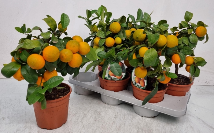 <h4>CITR LIMETTA</h4>