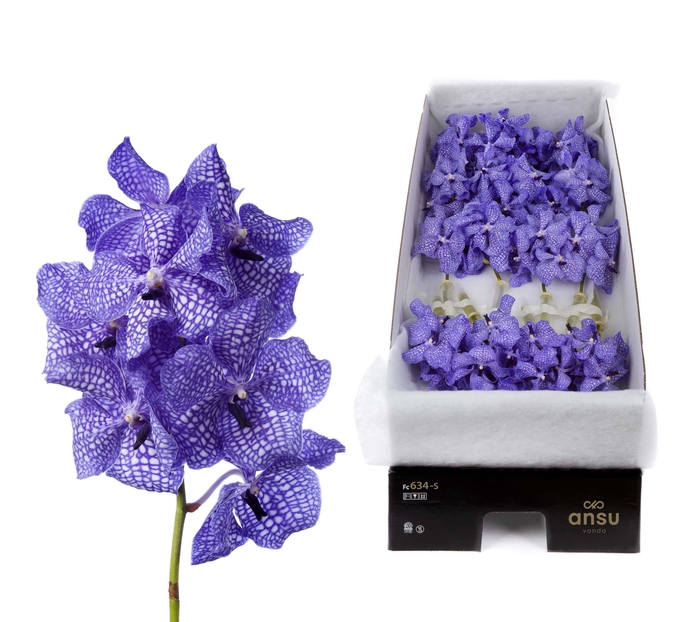 <h4>Vanda Kanchana Delft Blue X16</h4>