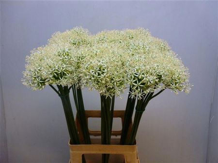 ALLIUM MOUNT EVEREST