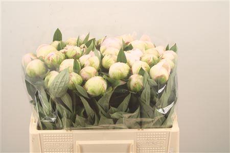 <h4>Paeo L Flor Nicholls</h4>