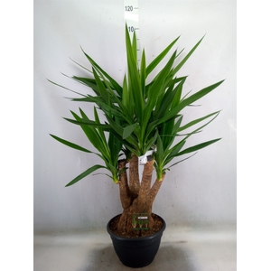 Yucca elephantipes   ...