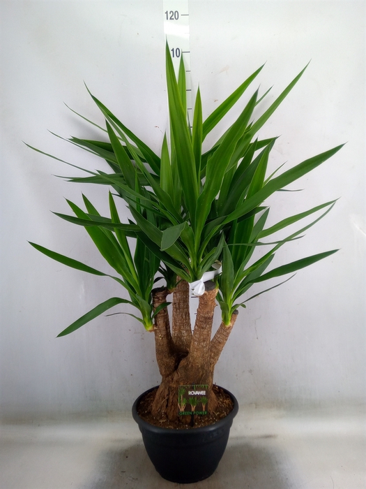 <h4>Yucca elephantipes   ...</h4>