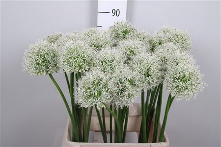 <h4>Allium Mount Everest</h4>