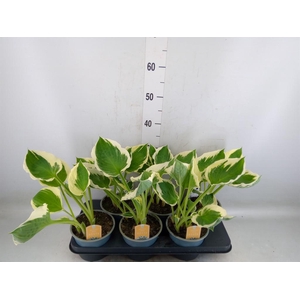 Hosta  'Minuteman'