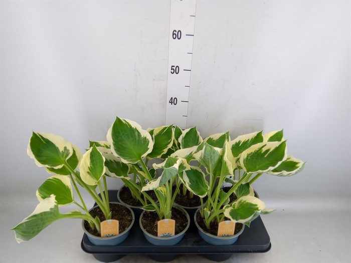 <h4>Hosta  'Minuteman'</h4>