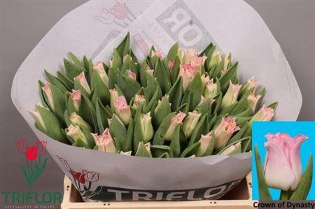 <h4>Tu Co Crown Dynasty</h4>