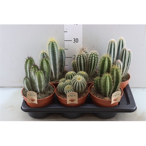 Cactus Gemengd