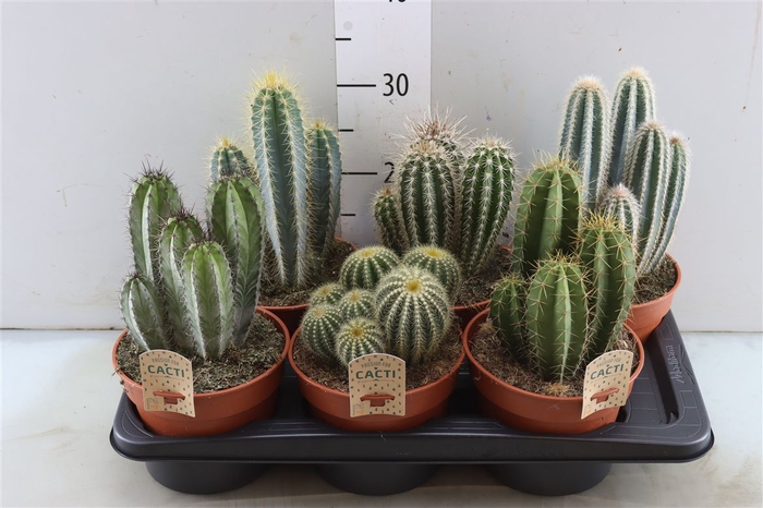 <h4>Cactus Gemengd</h4>