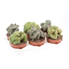 Cactus gemengd gemengd in tray P12 Cristaat mix, CA12005