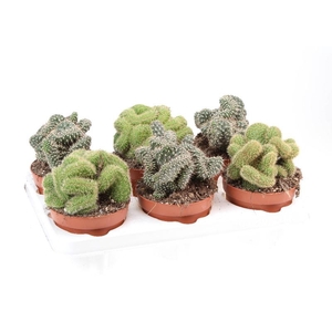 Cactus gemengd gemengd in tray P12 Cristaat mix, CA12005