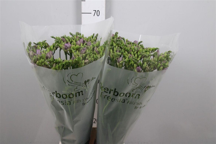 <h4>Fr Du Romantic Lavender</h4>