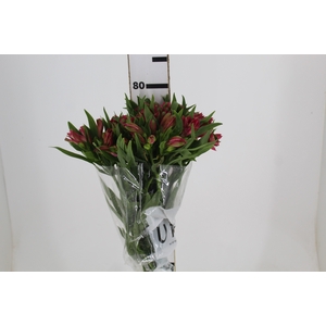 ALSTROEMERIA NIKITA 080 CM