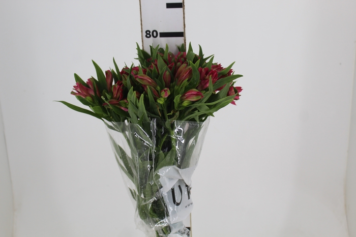 <h4>ALSTROEMERIA NIKITA 080 CM</h4>