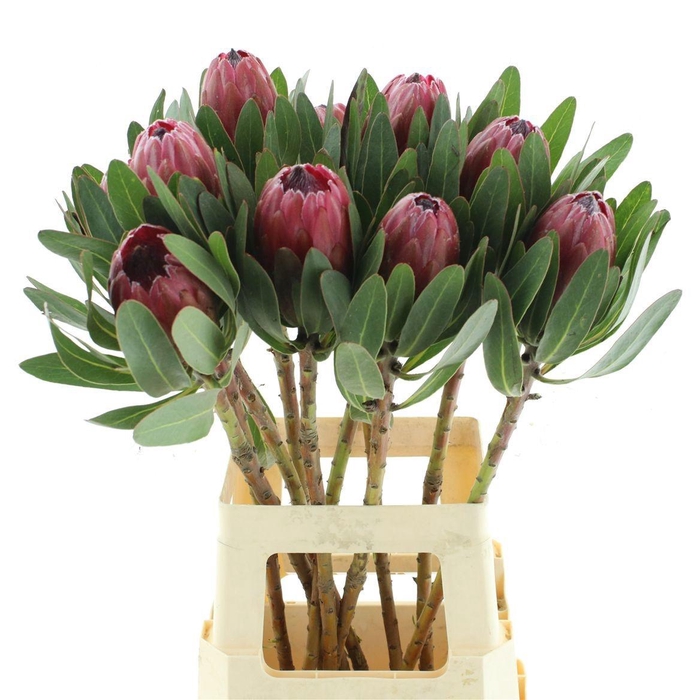 <h4>PROTEA LANCELOT</h4>