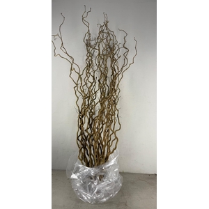 CORYLUS AV CONTORTA 1 JARIG