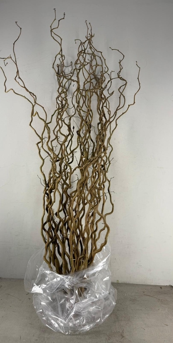<h4>Corylus (1-Jarig)</h4>