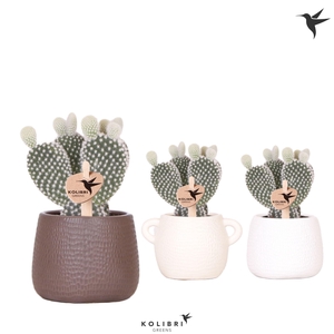 Kolibri Greens Opuntia white in Scales pot mix