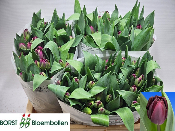 <h4>TU EN DARK SOUL</h4>