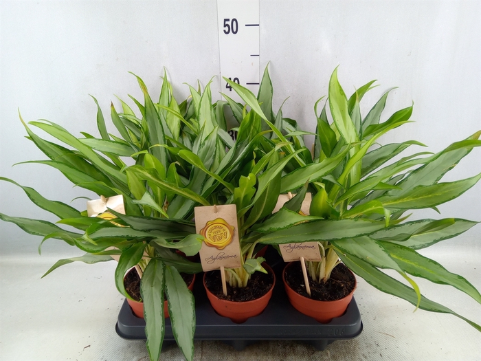 Aglaonema  'White Lance'