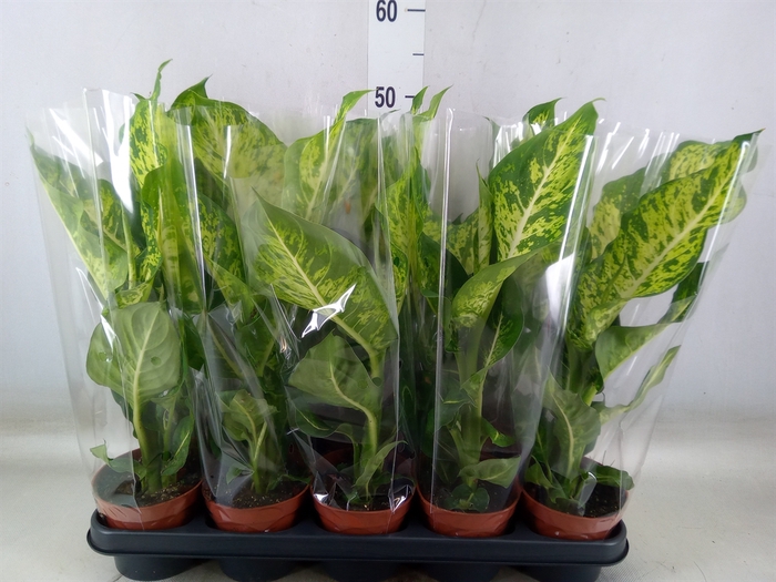 <h4>Dieffenbachia  'Mars'</h4>
