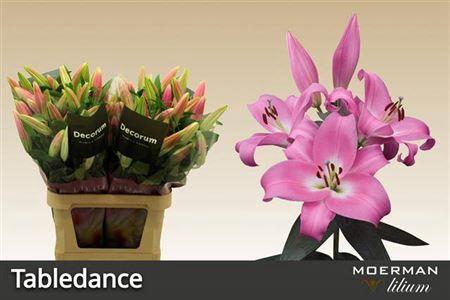 <h4>Li Ot Tabledance 5+</h4>