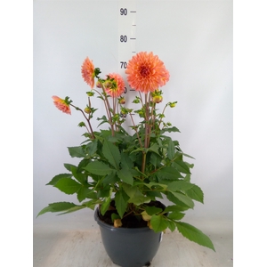 Dahlia  'Gardenetta Peach'