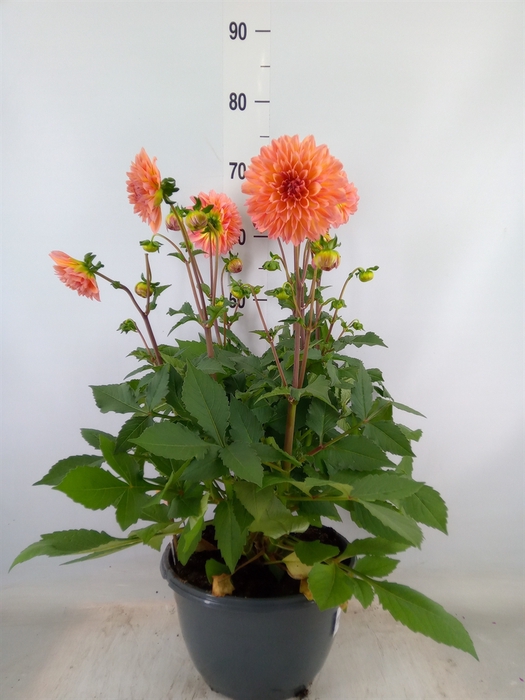 <h4>Dahlia  'Gardenetta Peach'</h4>