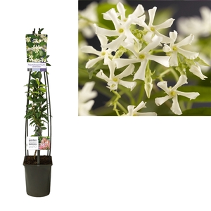 Trachelospermum jasminoides +light label