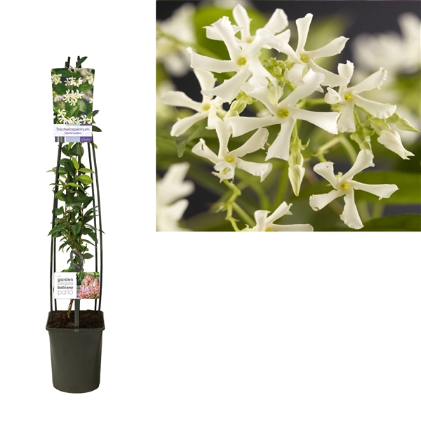 <h4>Trachelospermum jasminoides +light label</h4>