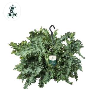 Phlebodium aureum Davana