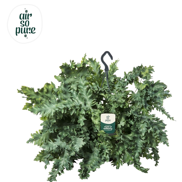 <h4>Phlebodium aureum Davana</h4>