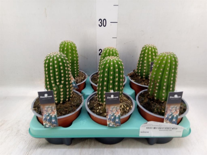 <h4>Cereus   ...</h4>