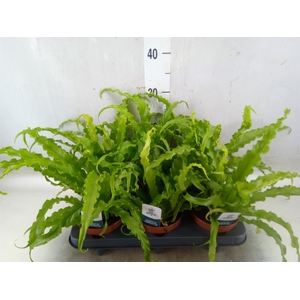 Asplenium antiquum 'Osaka'