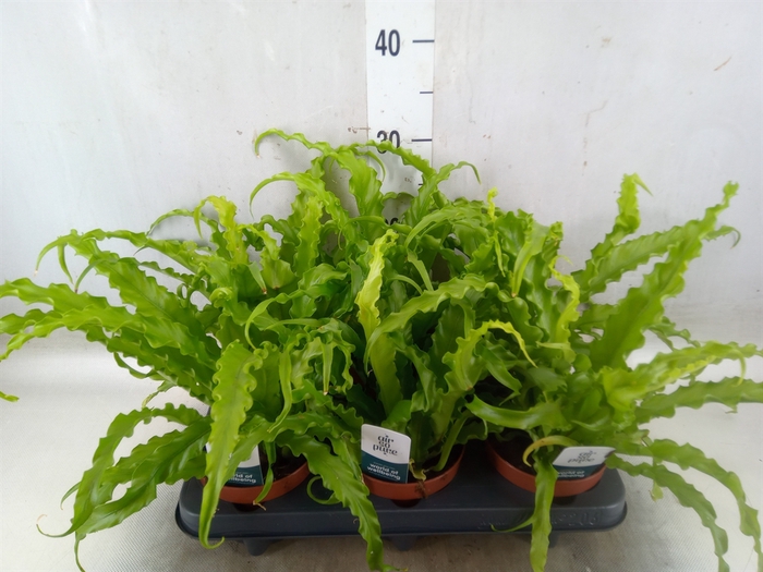 <h4>Asplenium antiquum 'Osaka'</h4>