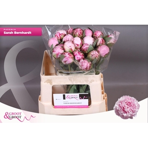 Paeonia Sarah Bernhardt