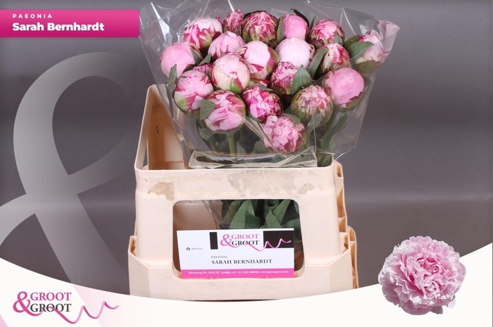 <h4>Paeonia Sarah Bernhardt</h4>