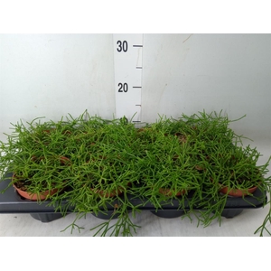 Rhipsalis clavata 'Easy Sweety'